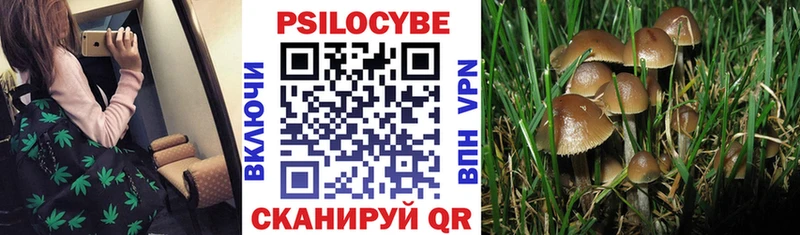 Псилоцибиновые грибы Psilocybine cubensis  Шилка 